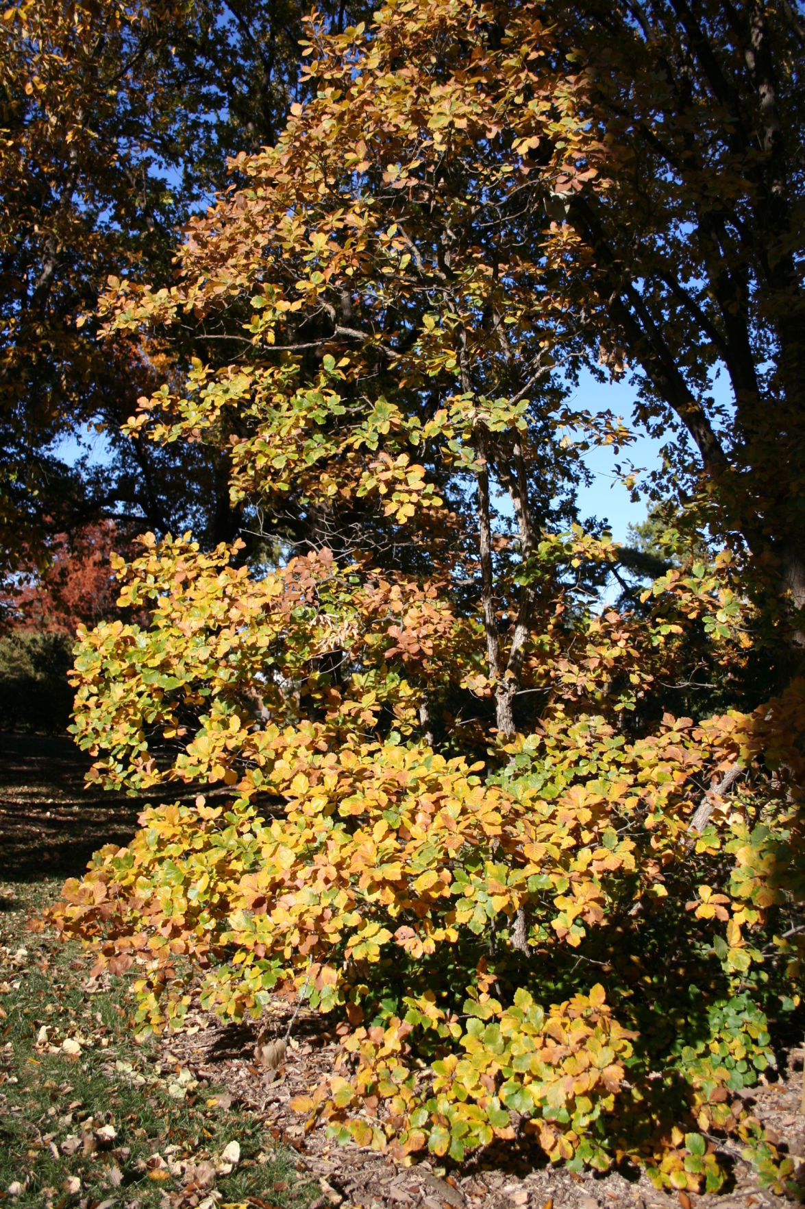 Oak, Dwarf Chinkapin